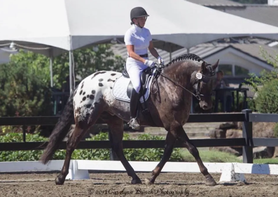FDAS Apollo performing dressage