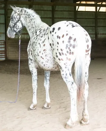 FDAS Dahlia, rear view