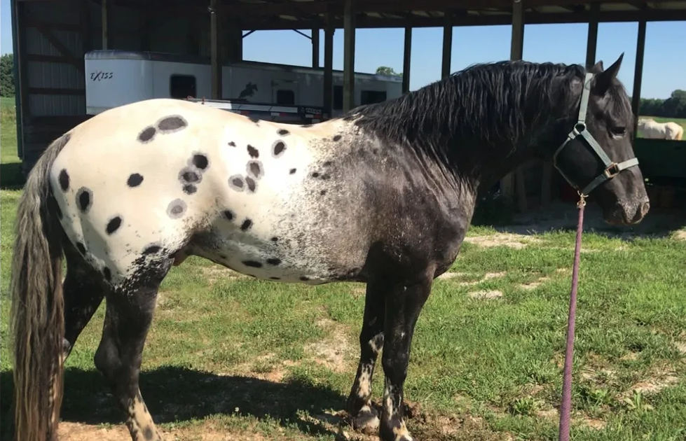 Phoenix at 7 years old