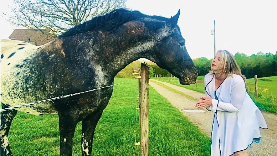 FDAS Phoenix — Leopard Friesian