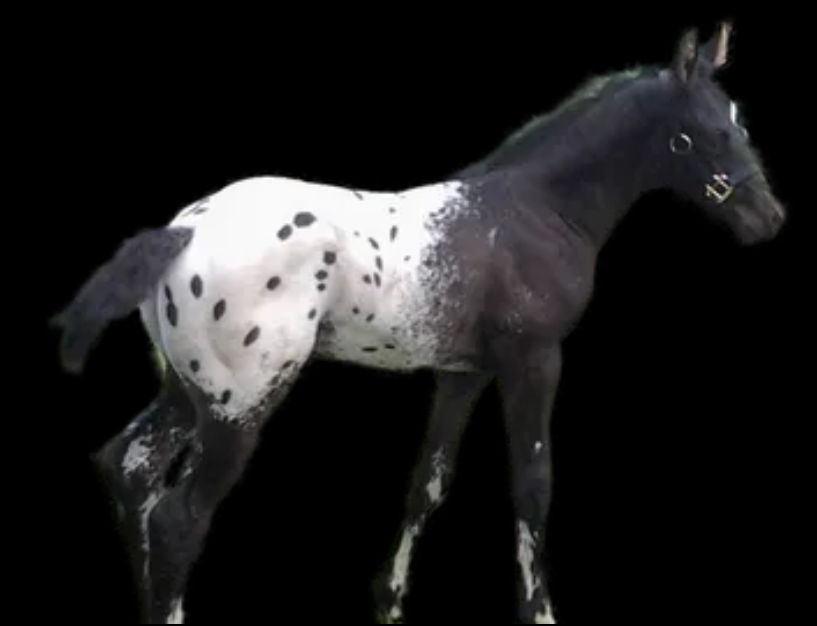 FDAS Phoenix as a foal